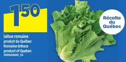 Maxi LAITUE ROMAINE | ROMAINE LETTUCE offer