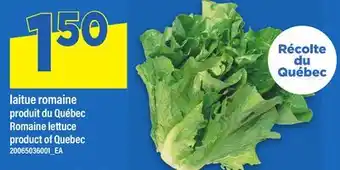 Maxi LAITUE ROMAINE | ROMAINE LETTUCE offer