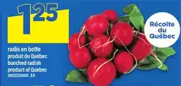 Maxi RADIS EN BOTTE | BUNCHED RADISH offer