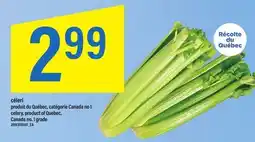 Maxi CÉLERI | CELERY offer