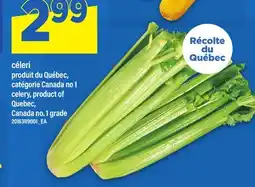 Maxi CÉLERI | CELERY offer