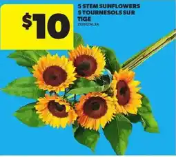 Atlantic Superstore STEM SUNFLOWERS offer