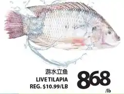 Centra Food Market Live tilapia offer