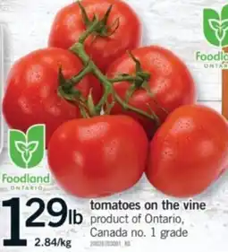 Fortinos tomatoes on the vine offer