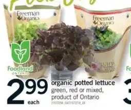 Fortinos organic potted lettuce offer