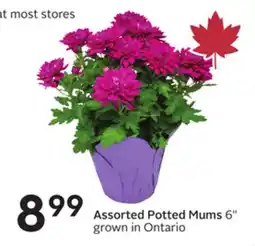 Sobeys Assorted Potted Mums offer