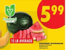 No Frills SUGARBABY WATERMELON, 13 LB AVERAGE offer