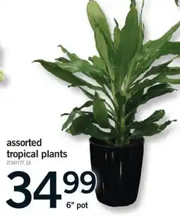 Fortinos ASSORTED TROPICAL PLANTS, 6 POT offer