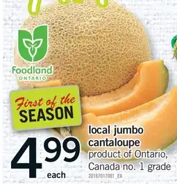 Fortinos LOCAL JUMBO CANTALOUPE offer