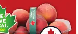 Food Basics YELLOW PLUMS OR FRESH DILL PICKLING CUKES OR PEACHES OR NECTARINES offer
