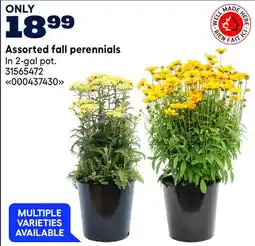 RONA Assorted fall perennials offer