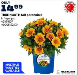 RONA TRUE NORTH fall perennials offer