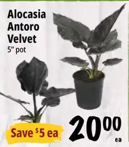 Farm Boy Alocasia Antoro Velvet offer