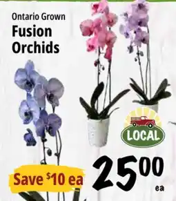 Farm Boy Fusion Orchids offer