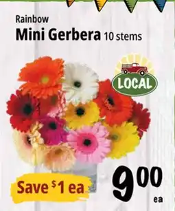 Farm Boy Rainbow Mini Gerbera offer