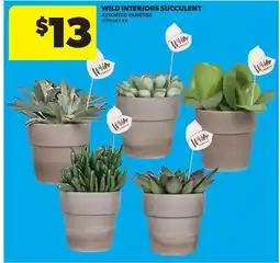 Real Canadian Superstore WILD INTERIORS SUCCULENT offer