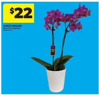 Real Canadian Superstore 5 INCH ORCHID offer