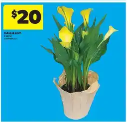Real Canadian Superstore CALLA LILY, 6 INCH offer
