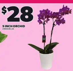 Loblaws 5 INCH ORCHID offer