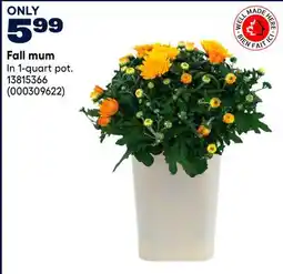 RONA Fall mum offer