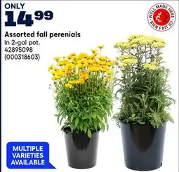 RONA Assorted fall perenials offer
