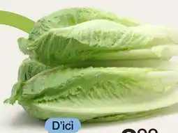Avril Québec cœurs de laitue romaine bios offer