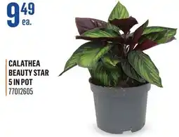 Canac Calathea Beauty Star 5in Pot offer