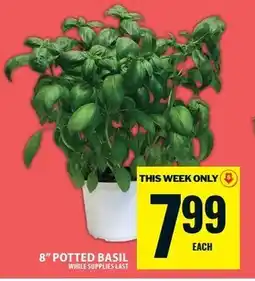 Food Basics 8" potted basil offer