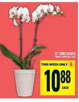 Food Basics 5" orchids offer