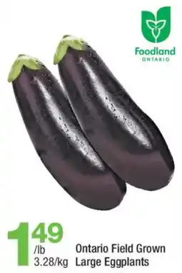 Highland Farms Ontario Field Grown Large Eggplants offer