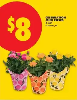 No Frills Celebration mini roses offer