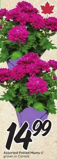 Sobeys Assorted Potted Mums 6" offer