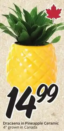 Sobeys Dracaena in Pineapple Ceramic offer