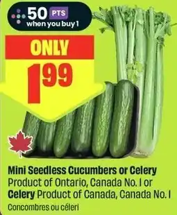 FreshCo Mini Seedless Cucumbers or Celery offer