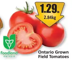Starsky Ontario Grown Field Tomatoes offer