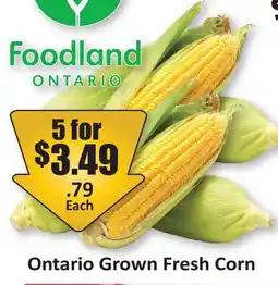 Starsky Ontario Grown Fresh Corn offer