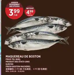 Kim Phat FRESH BOSTON MACKEREL offer