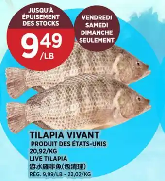 Kim Phat LIVE TILAPIA offer