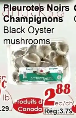 Marche C&T Pleurotes noirs champignons offer
