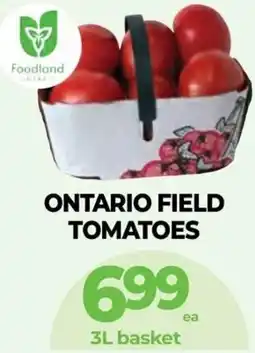 Vince's Market Ontario field tomatoes offer