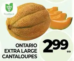 Vince's Market Ontario extra large cantaloupes offer