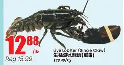 Terra Foodmart Live Lobster (Single Claw) offer