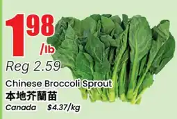 Terra Foodmart Chinese Broccoli Sprout offer