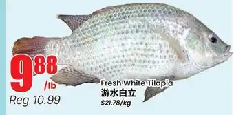 Terra Foodmart Fresh White Tilapia offer