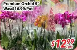Ample Food Market Premium Orchid 5" offer