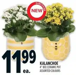 Metro Kalanchoe offer
