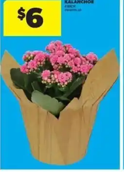 Real Canadian Superstore Kalanchoe offer