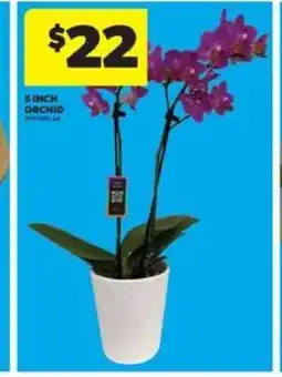 Real Canadian Superstore Sinch orchid offer