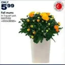 RONA Fall mums offer