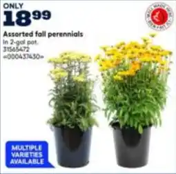RONA Assorted fall perennials offer